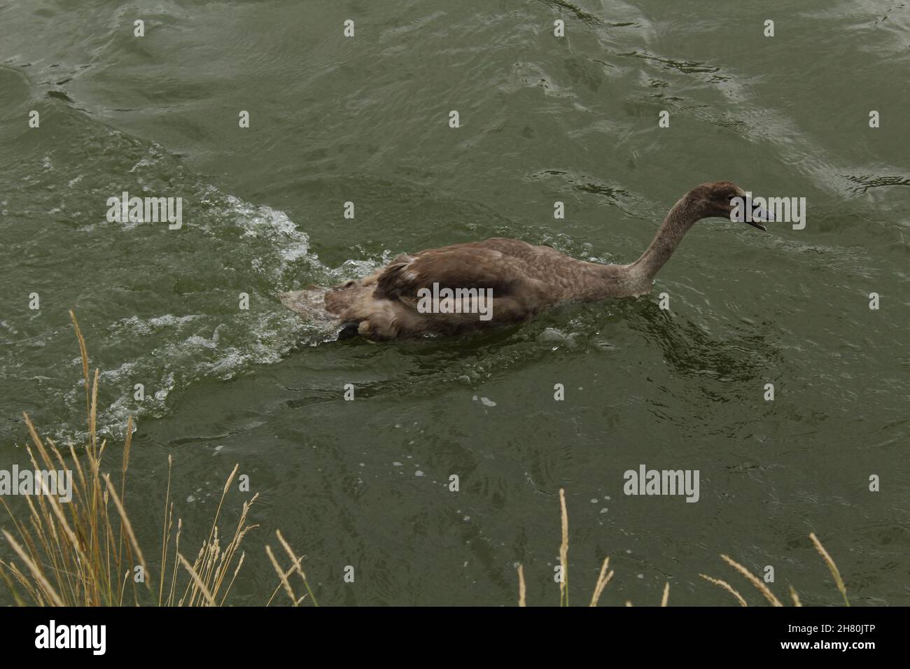 Il giovane cigno (cygnet) che nuota contro la corrente nel fiume Arun (Arundel, Inghilterra) Foto Stock