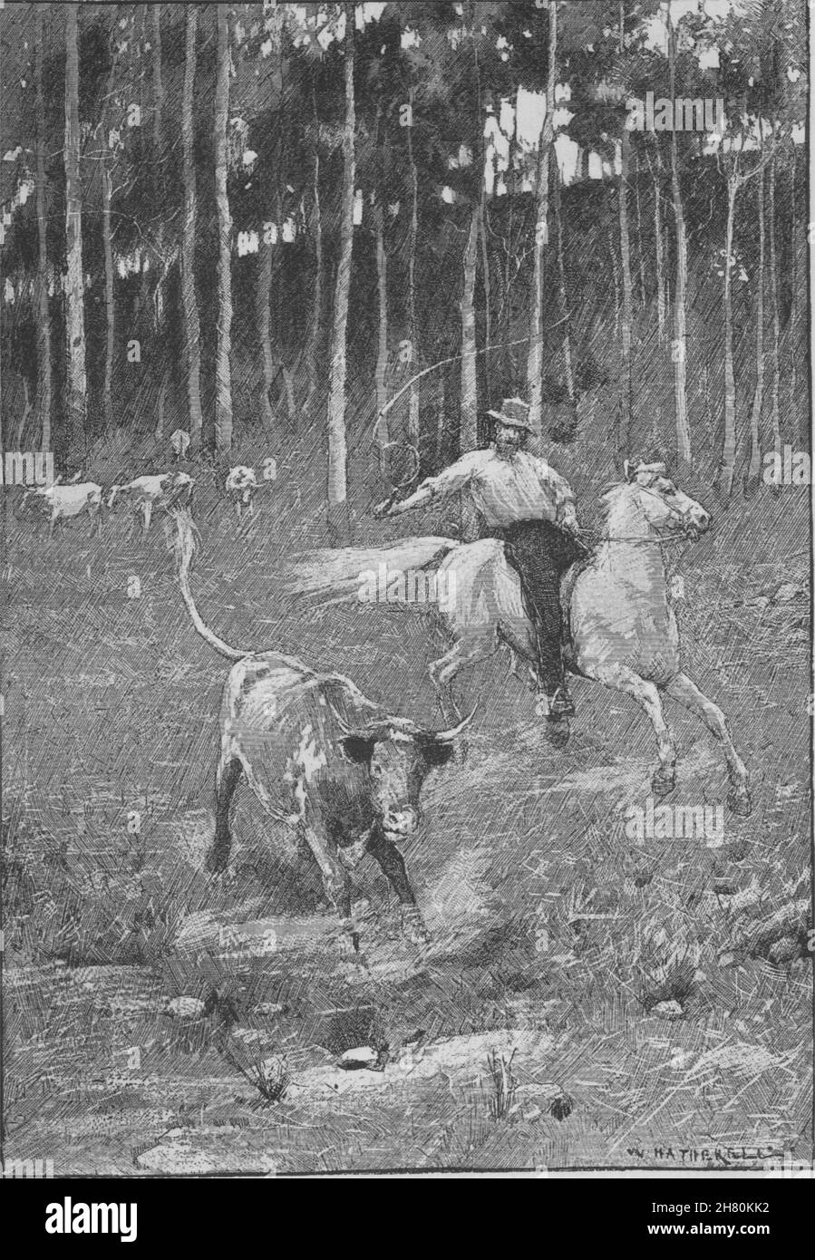 Un Stockrider. Australia 1890 antica vintage delle immagini di stampa Foto Stock