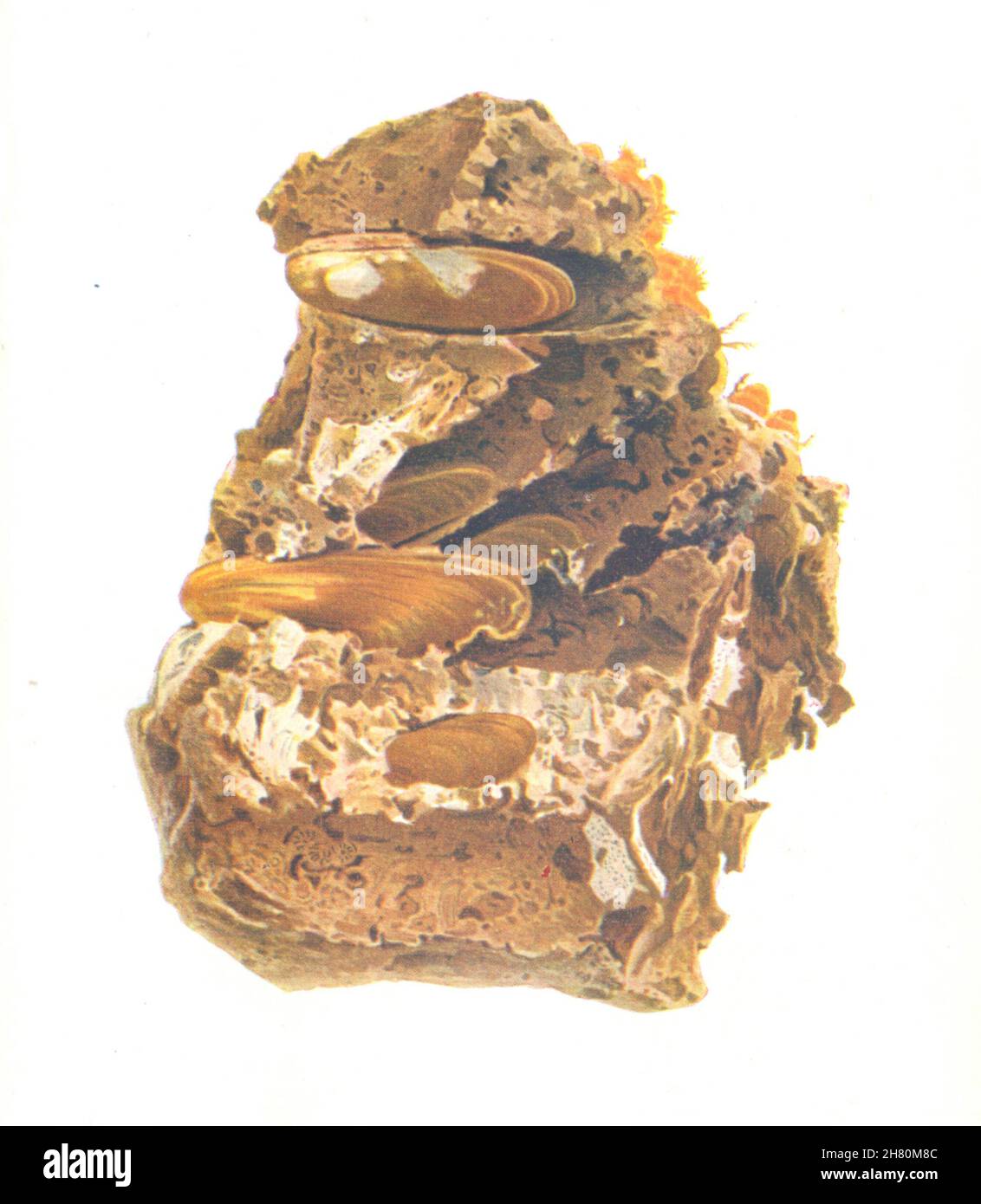 CROSTACEI. Cozze datate (Lithophagus Lithophagus) noiose nella roccia stampa 1936 Foto Stock