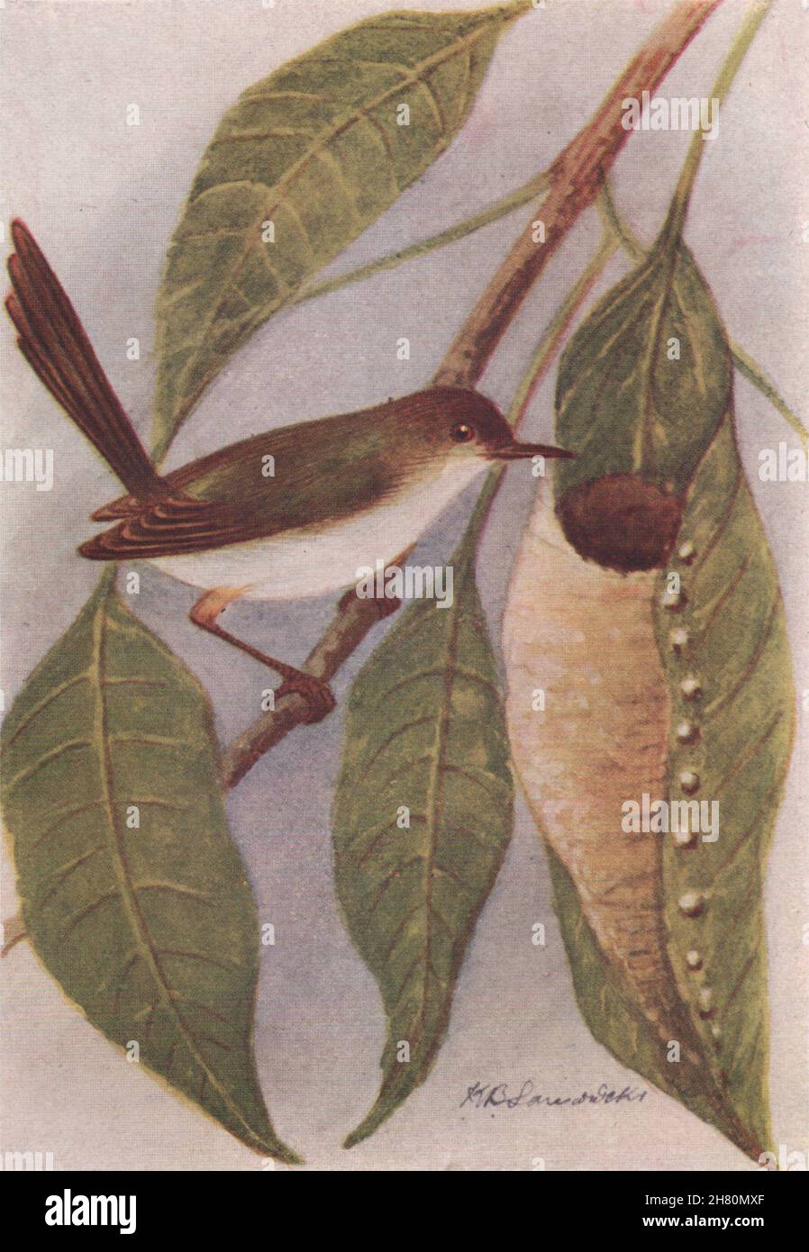 UCCELLI INDIANI. L'immagine della stampa vintage Tailor-Bird 1943 Foto Stock