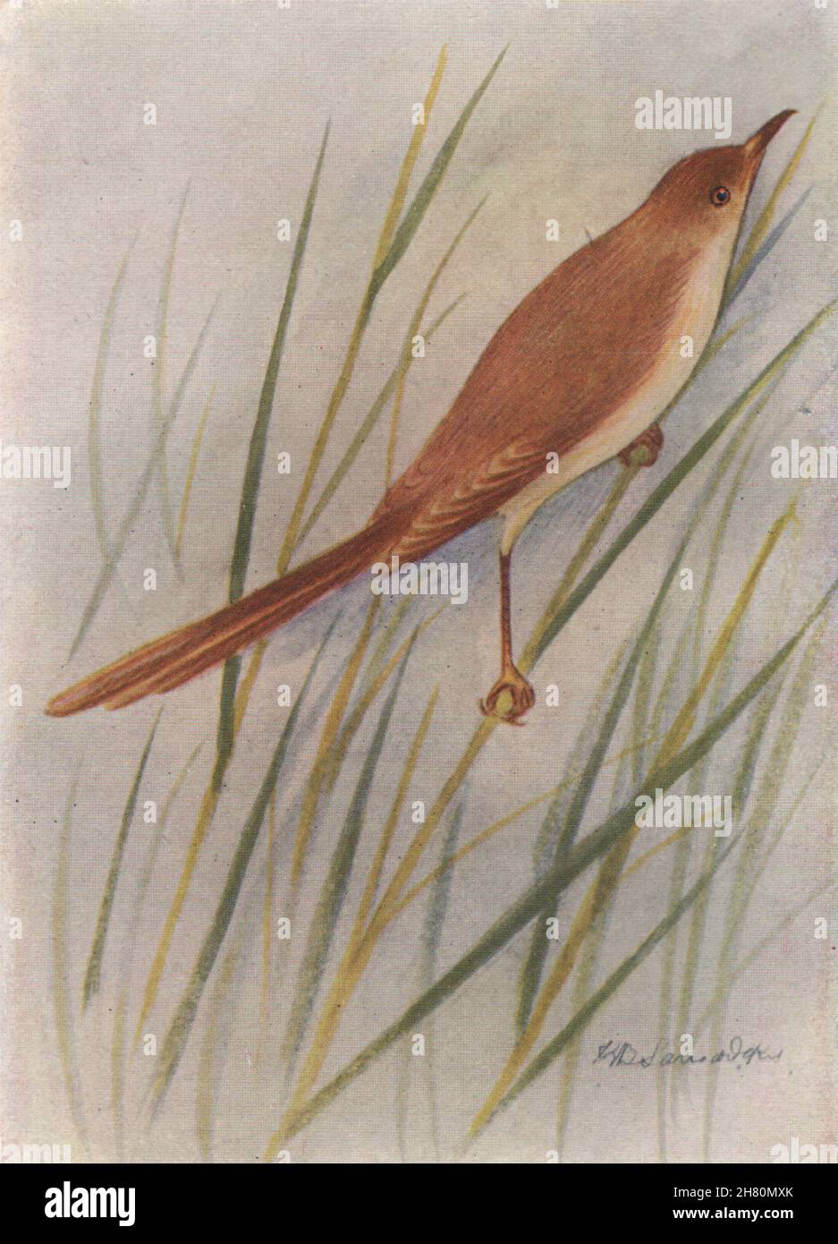 UCCELLI INDIANI. L'Indian Wren-Warbler 1943 vecchia stampa d'epoca Foto Stock