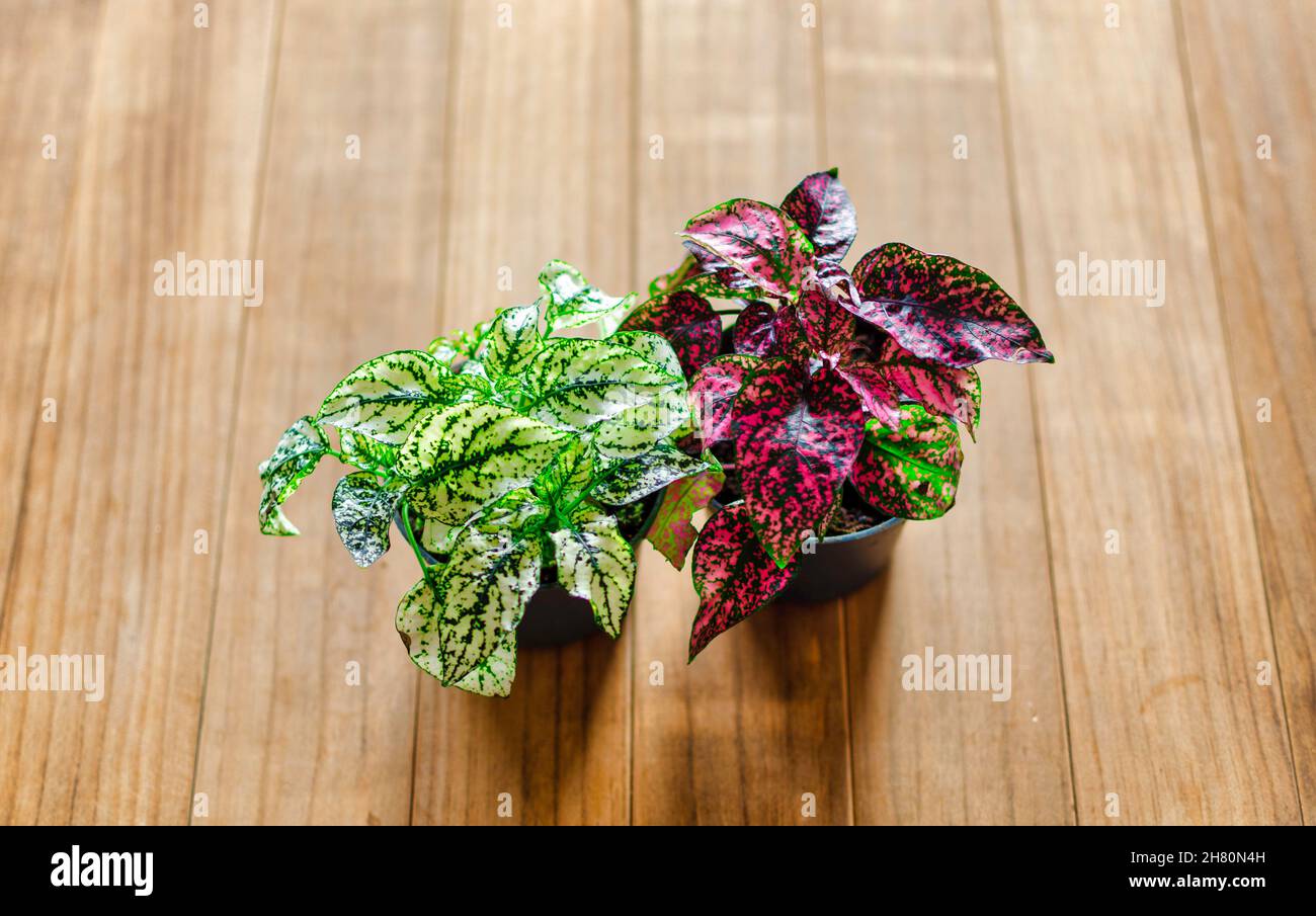 Due Hypoestes Phyllostachya noto anche come Polka dot plant. Evergreen houseplant Foto Stock
