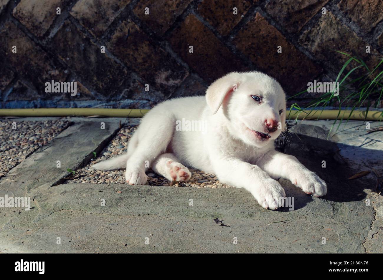 Cucciolo di cinque settimane di un Mastiff spagnolo giacente a terra. Foto Stock