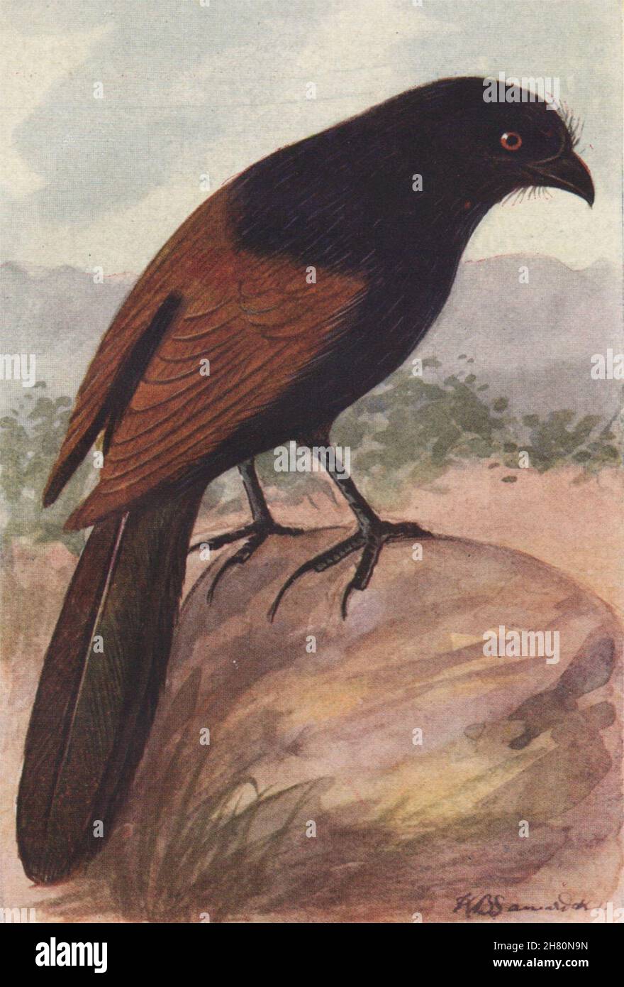 UCCELLI INDIANI. L'immagine della stampa vintage Crow-Pheasant o Couchal 1943 Foto Stock