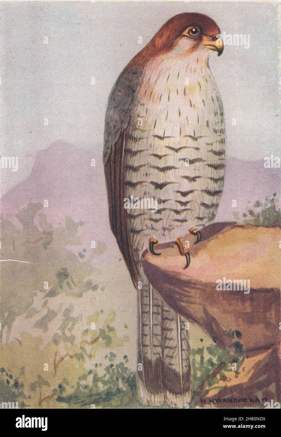 UCCELLI INDIANI. La vecchia stampa vintage Merlin 1943 a testa rossa Foto Stock