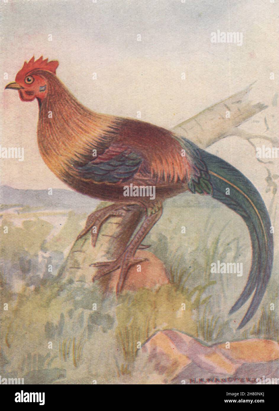 UCCELLI INDIANI. La Red Jungle-Fowl 1943 vecchia stampa vintage Foto Stock