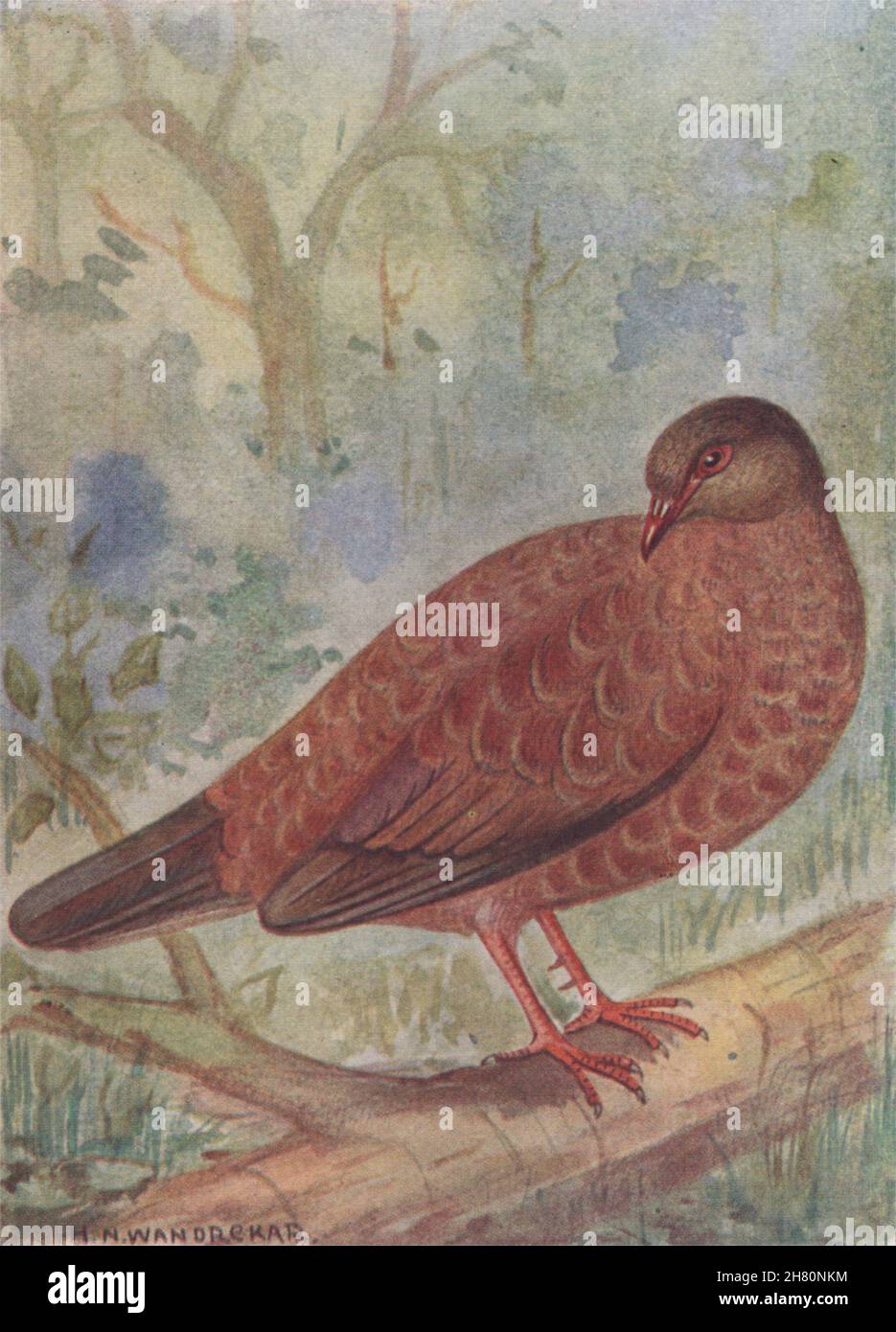 UCCELLI INDIANI. Il Red Spur-Fowl 1943 vecchia stampa vintage Foto Stock