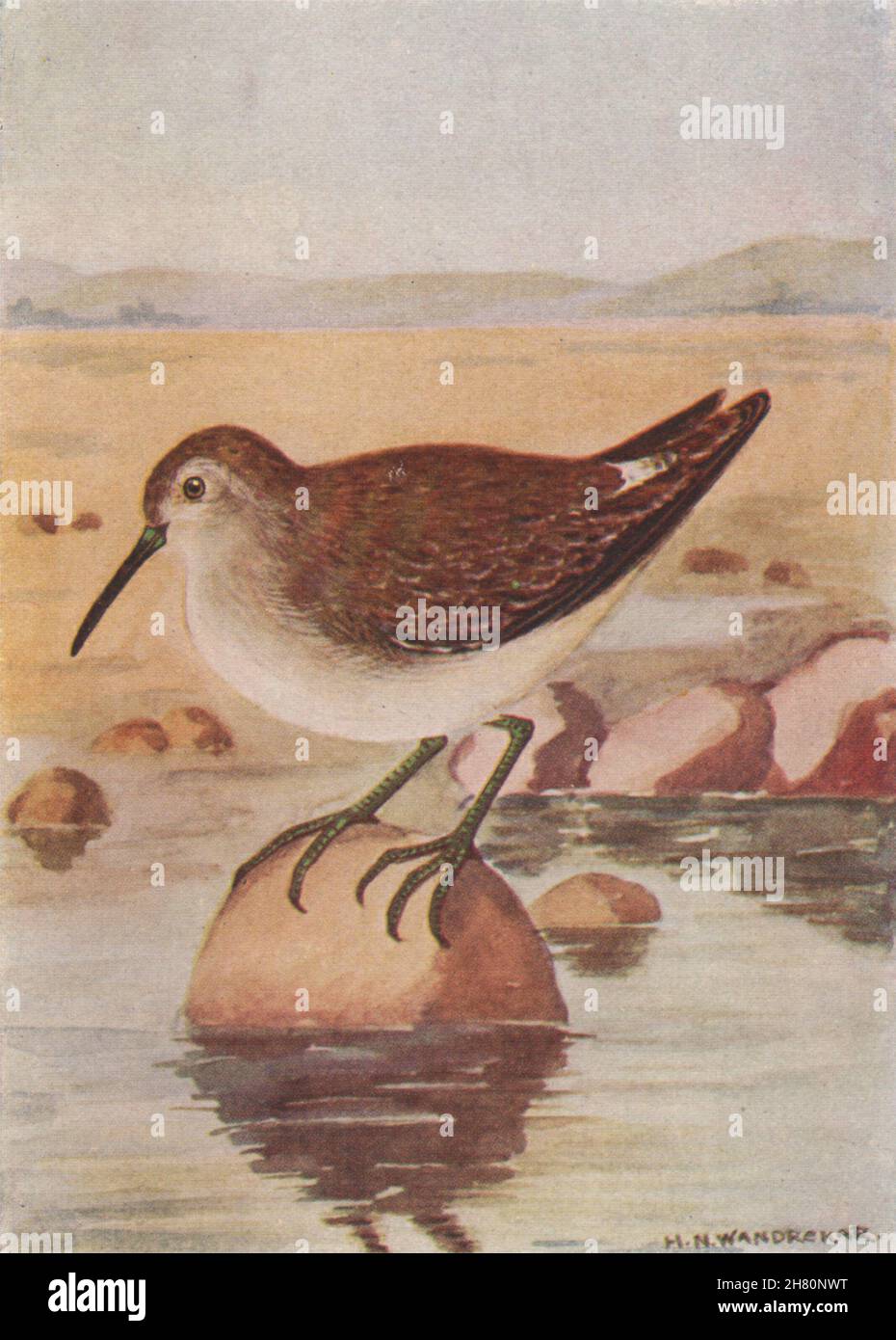 UCCELLI INDIANI. Il legno o Spootted Sandpiper 1943 vecchia stampa vintage Foto Stock