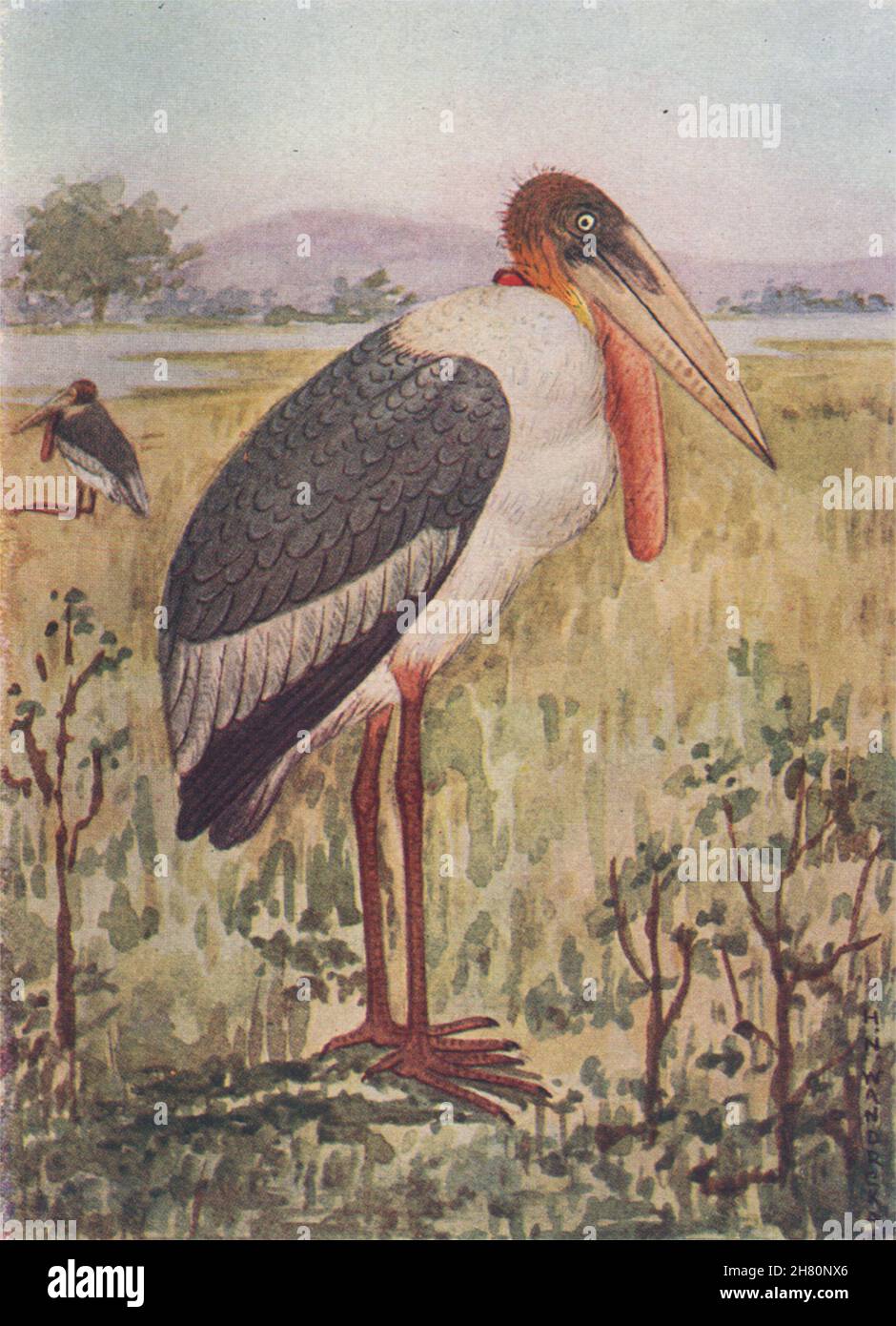 UCCELLI INDIANI. L'Adjutant Stork 1943 vecchia stampa d'epoca Foto Stock
