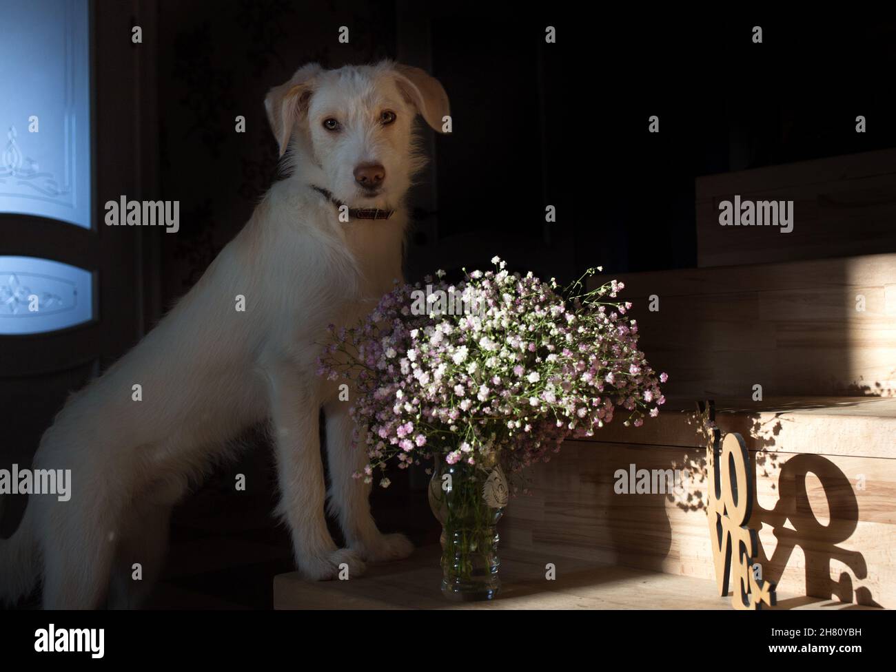 gypsophila fiori, la parola amore fatto di compensato, un cane bianco giovane è in piedi sul gradino di una scala di legno. Vita confortevole del vostro amato p Foto Stock