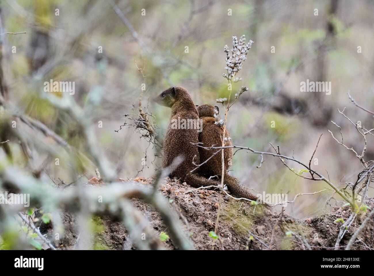 Nana mongoose, Helogale parvula, specie autoctone dell'Angola, Namibia settentrionale, KwaZulu Natal in Sudafrica, Zambia e Africa orientale Foto Stock