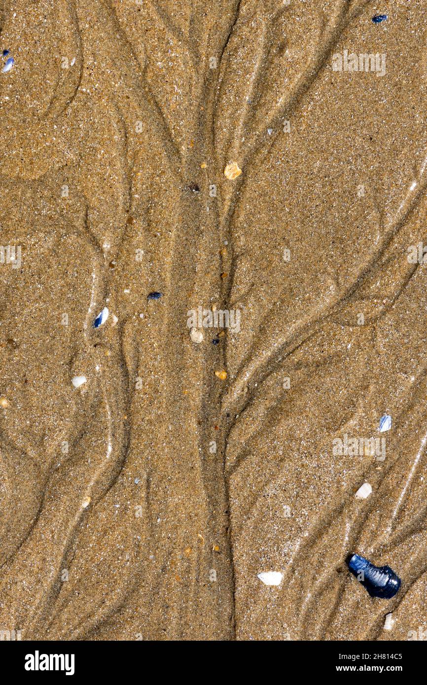 Colpo verticale di ciottoli e conchiglie sulla sabbia Foto Stock