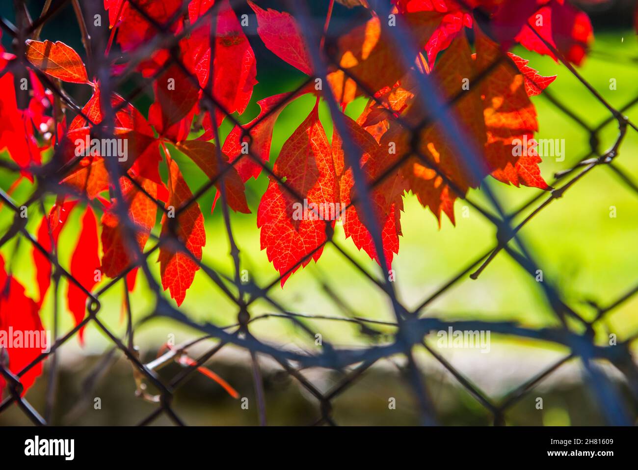 L'autunno lascia dietro una recinzione di filo. Foto Stock