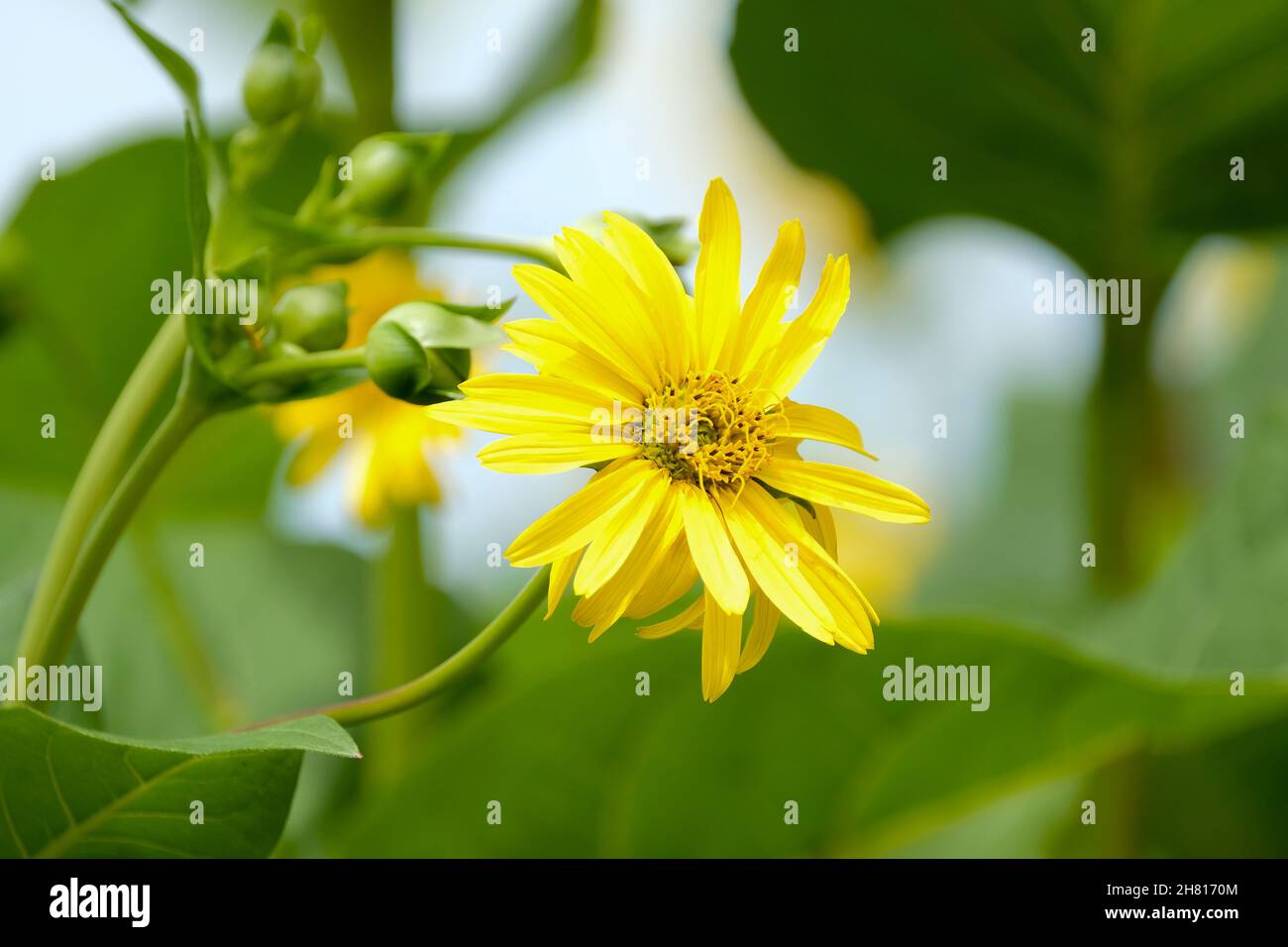 Silfio perfoliatum, pianta della tazza. Fiori gialli brillanti a margherita Foto Stock