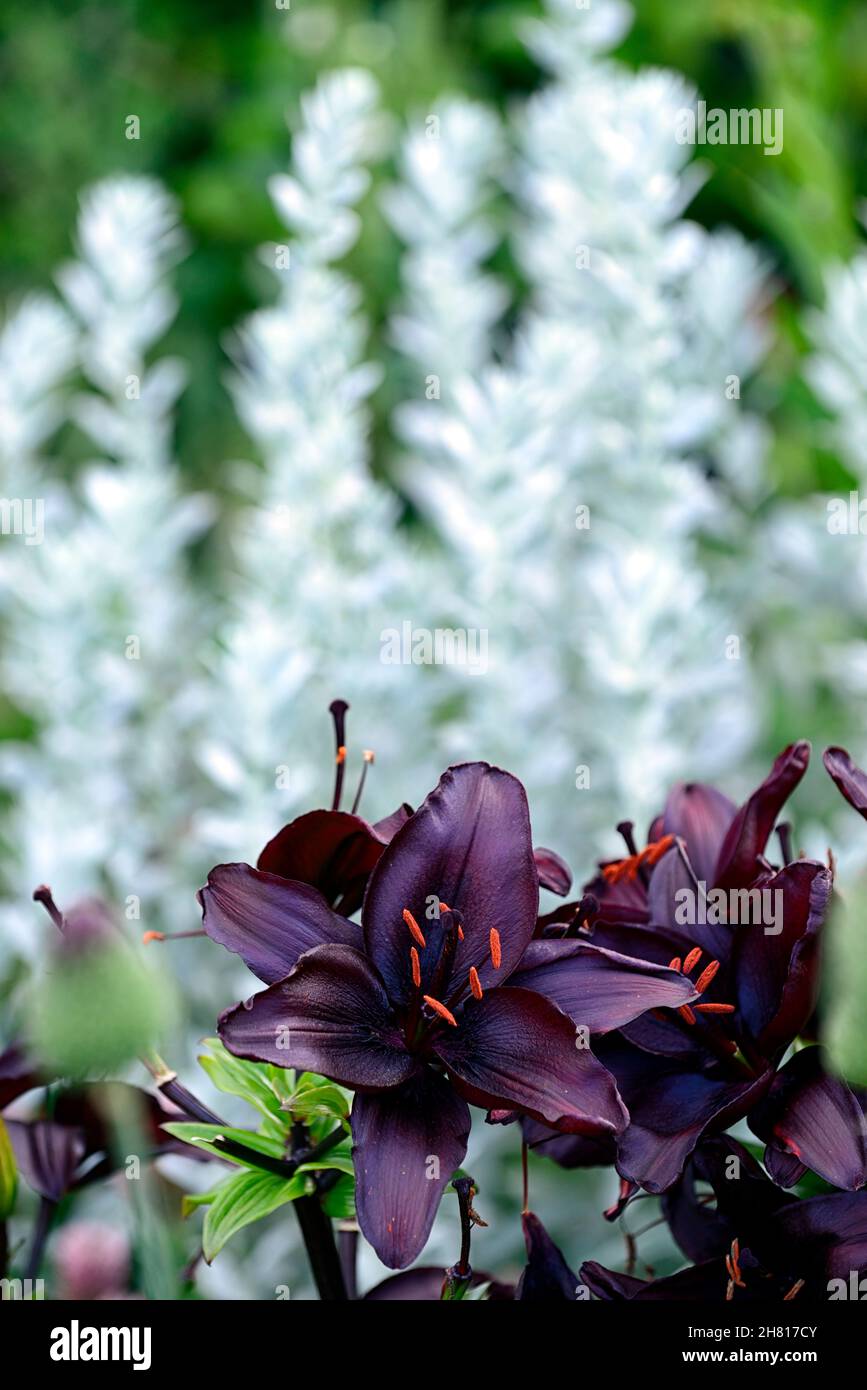 lilium wizard nero,giglio wizard nero,molto scuro,foglie quasi nere,giglio asiatico,gigli,giardino,RM floreale Foto Stock
