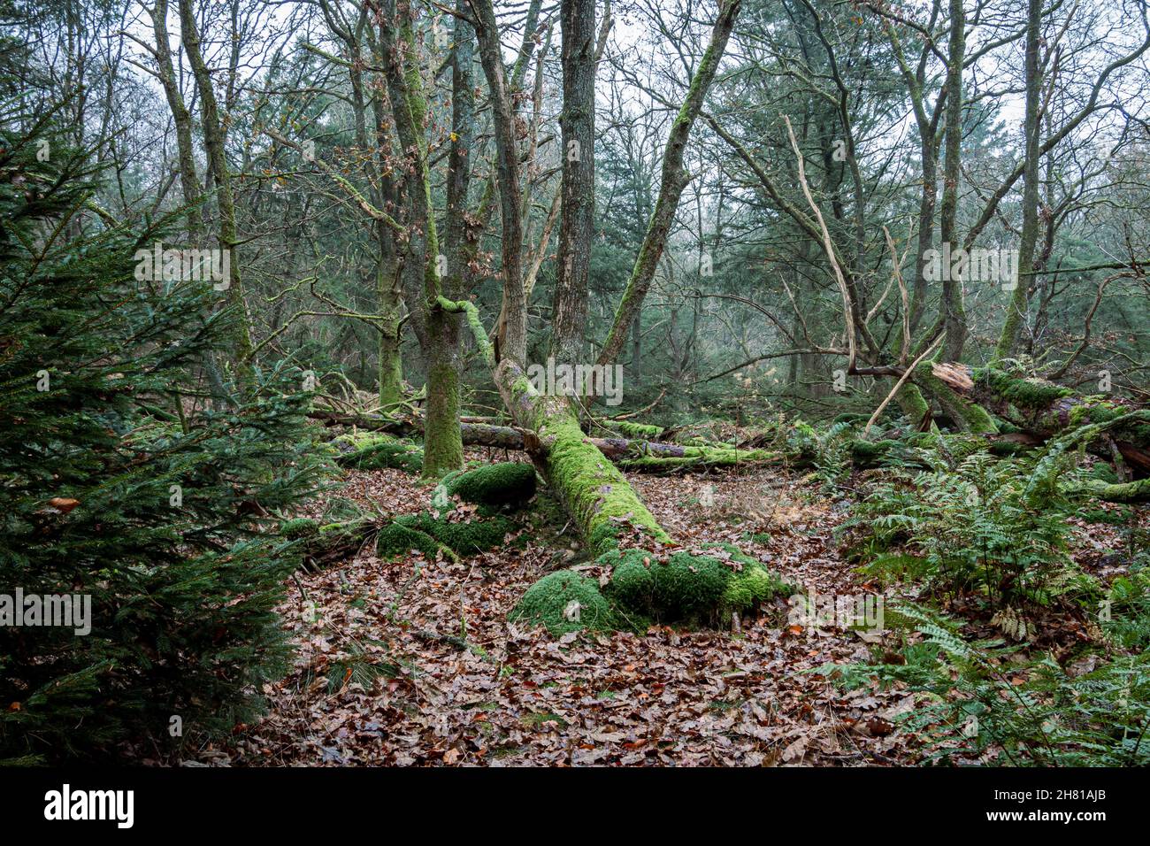 La foresta tempesta, creata da una tempesta nel 1972, dopo la quale gli alberi sono stati sopraregati di muschi e felci, vicino al villaggio di Exloo in provincia Foto Stock
