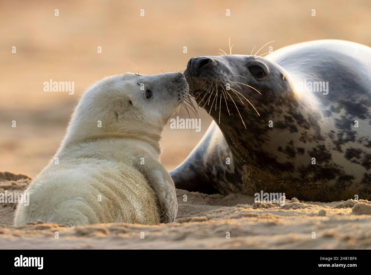 Un cucciolone grigio (Halichoerus grypus) e la sua madre condividere un momento tenero, Norfolk Foto Stock