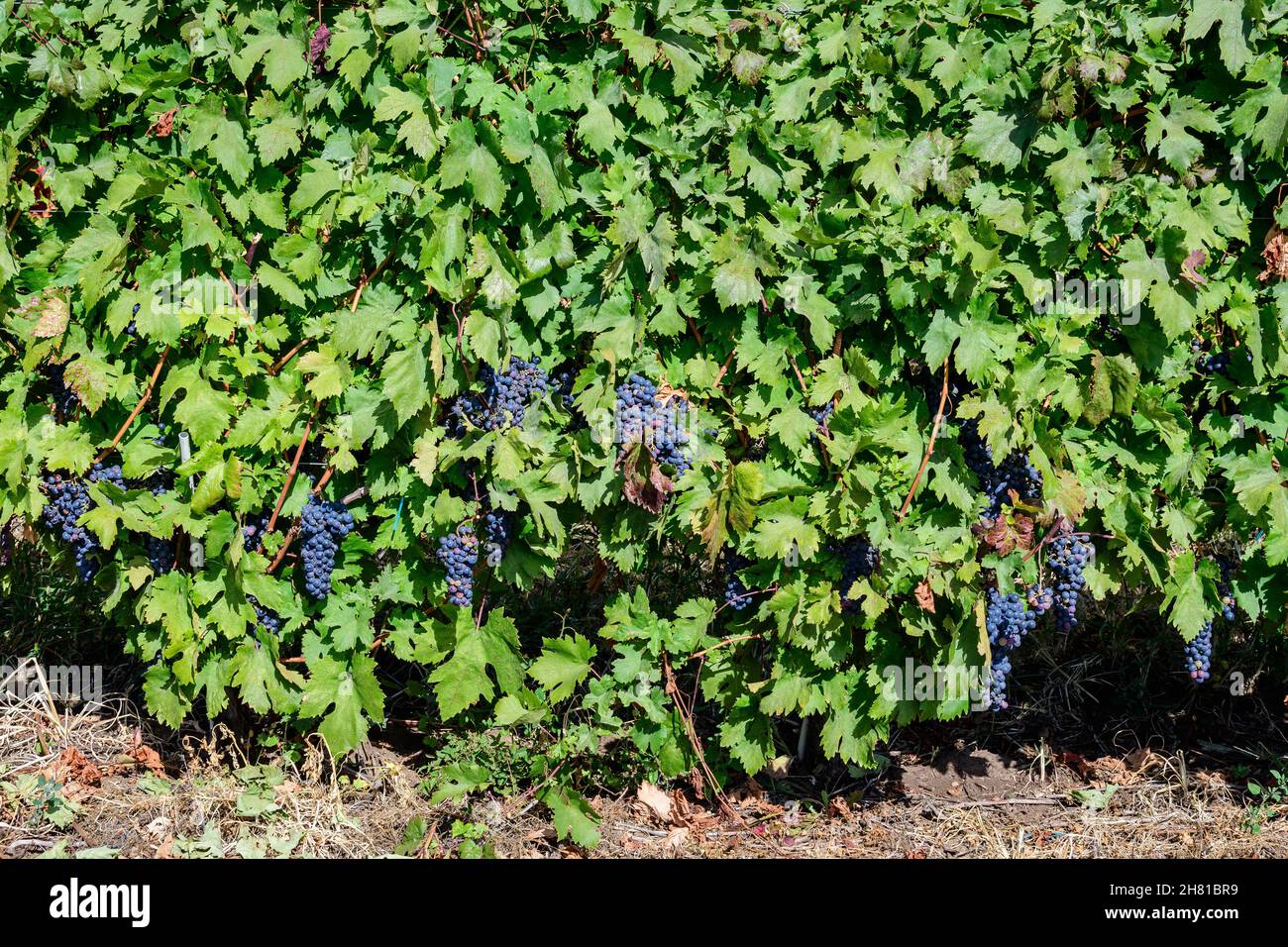Fila con grandi piante con molte uve biologiche nere scure mature e foglie verdi in vigna in una giornata di sole autunno Foto Stock