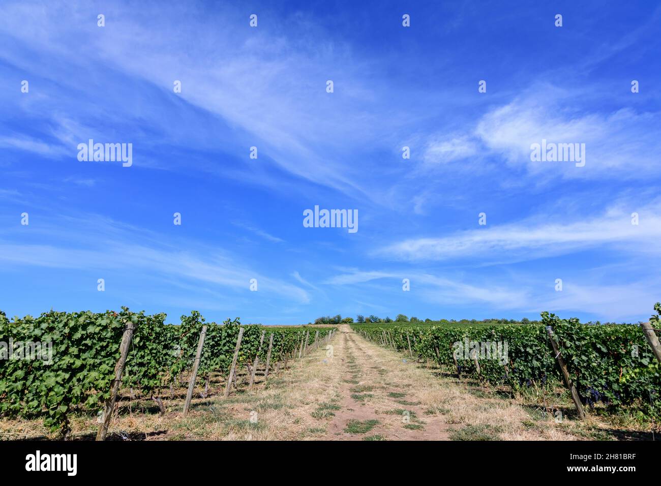 Fila con grandi piante con molte uve biologiche mature e foglie verdi in vigna in una giornata di sole autunno Foto Stock