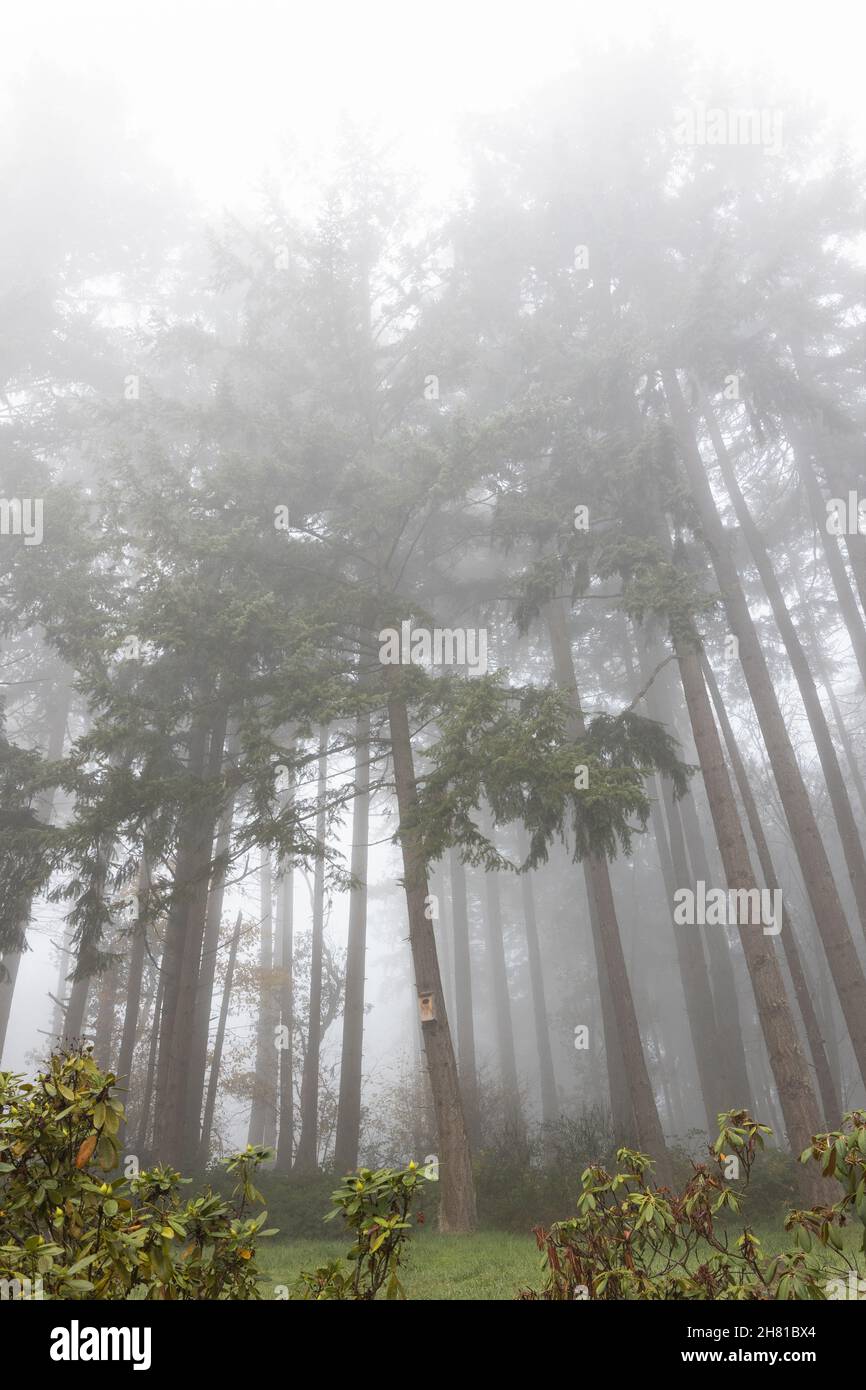 Una foresta di pini alti e sottili nella nebbia. Foto Stock