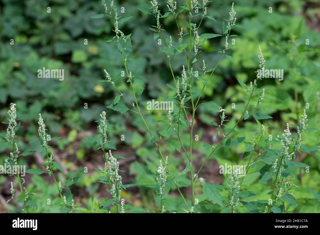 Weißer Gänsefuß, Gänsefuß, Gänsefuss, Weisser Gänsefuss, Weiß-Gänsefuß, Ackermelde, Melde, Falsche-Melde, Chenopodium album, agnello, quarti, melde, g Foto Stock