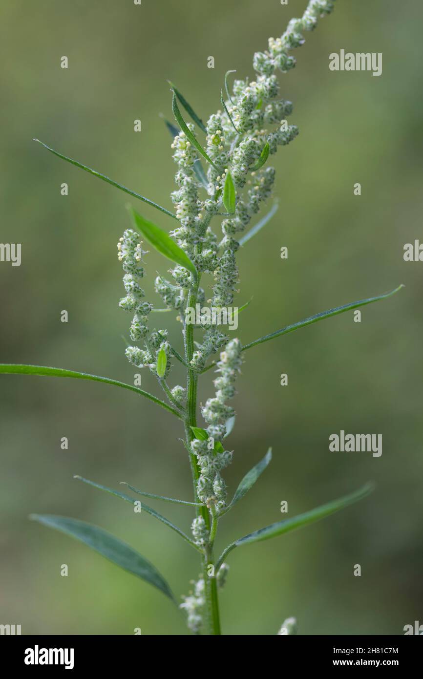 Weißer Gänsefuß, Blüten, blühend, Blüte, Gänsefuß, Gänsefuss, Weisser Gänsefuss, Weiß-Gänsefuß, Ackermelde, Melde, Falsche-Melde, album di Chenopodium, l Foto Stock