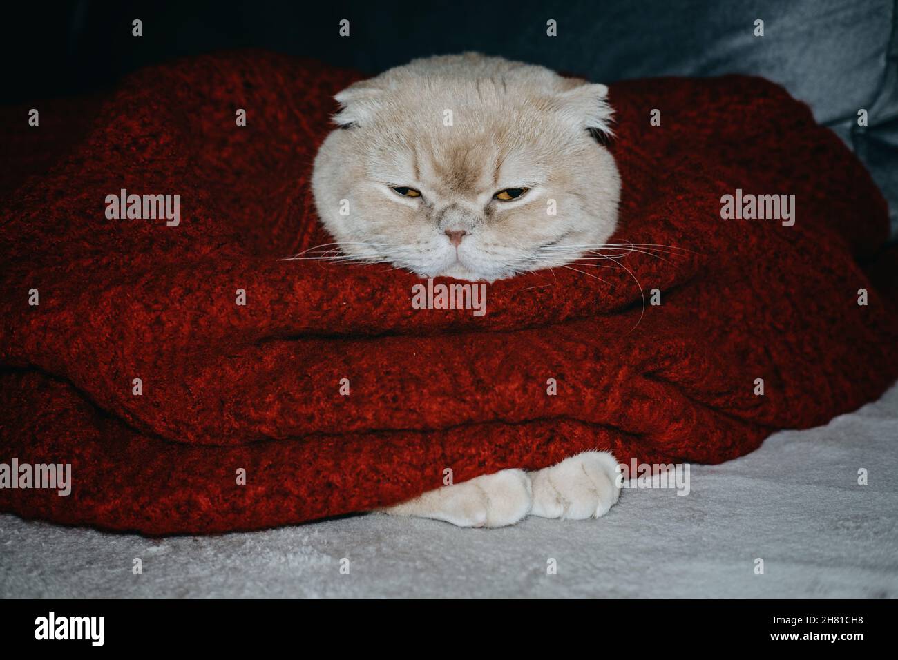 Inverno accogliente umore, momenti di natale, divertente vacanze animali domestici, animali di festa. Carino gatto folletto scozzese sonnolento in maglione rosso adagiato sul divano di casa. Foto Stock
