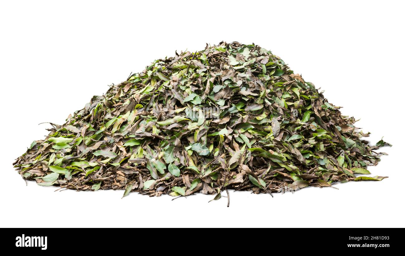 cumulo di foglie secche cadute per fertilizzante organico, trasformazione di foglie cadute, materiale biodegradabile riciclante giardino in terreno fertile, su bianco Foto Stock