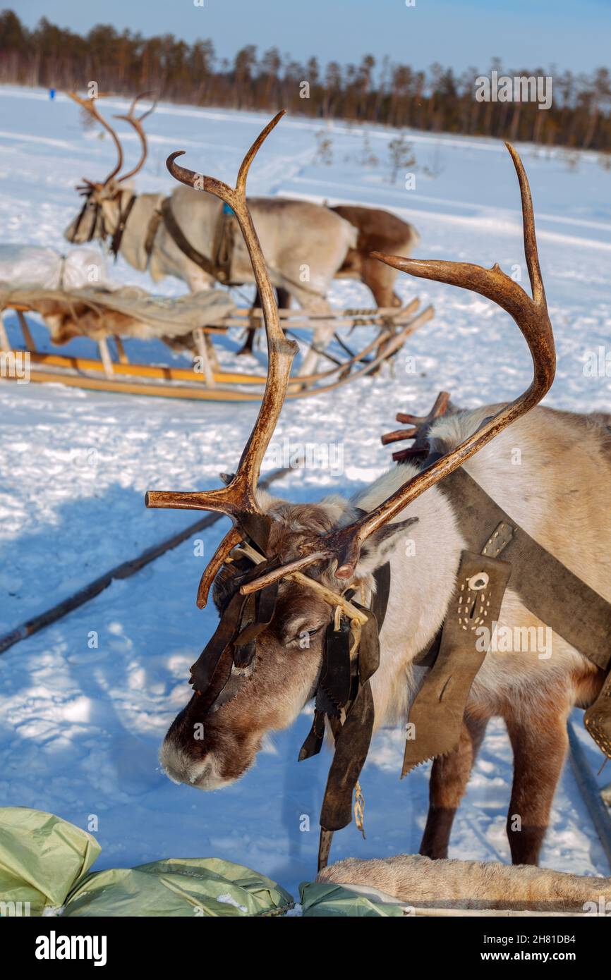 In un giorno d'inverno, le renne si levano in piedi in imbrigliatura prima delle corse durante la festa nazionale dei popoli del Nord. Foto Stock