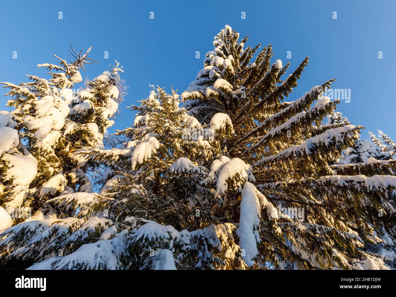 Cime innevate di abete rosso ( picea abies ) in inverno , Finlandia Foto Stock