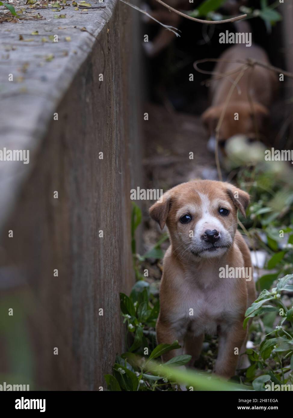 Cuccioli senzatetto che guardano la macchina fotografica Foto Stock