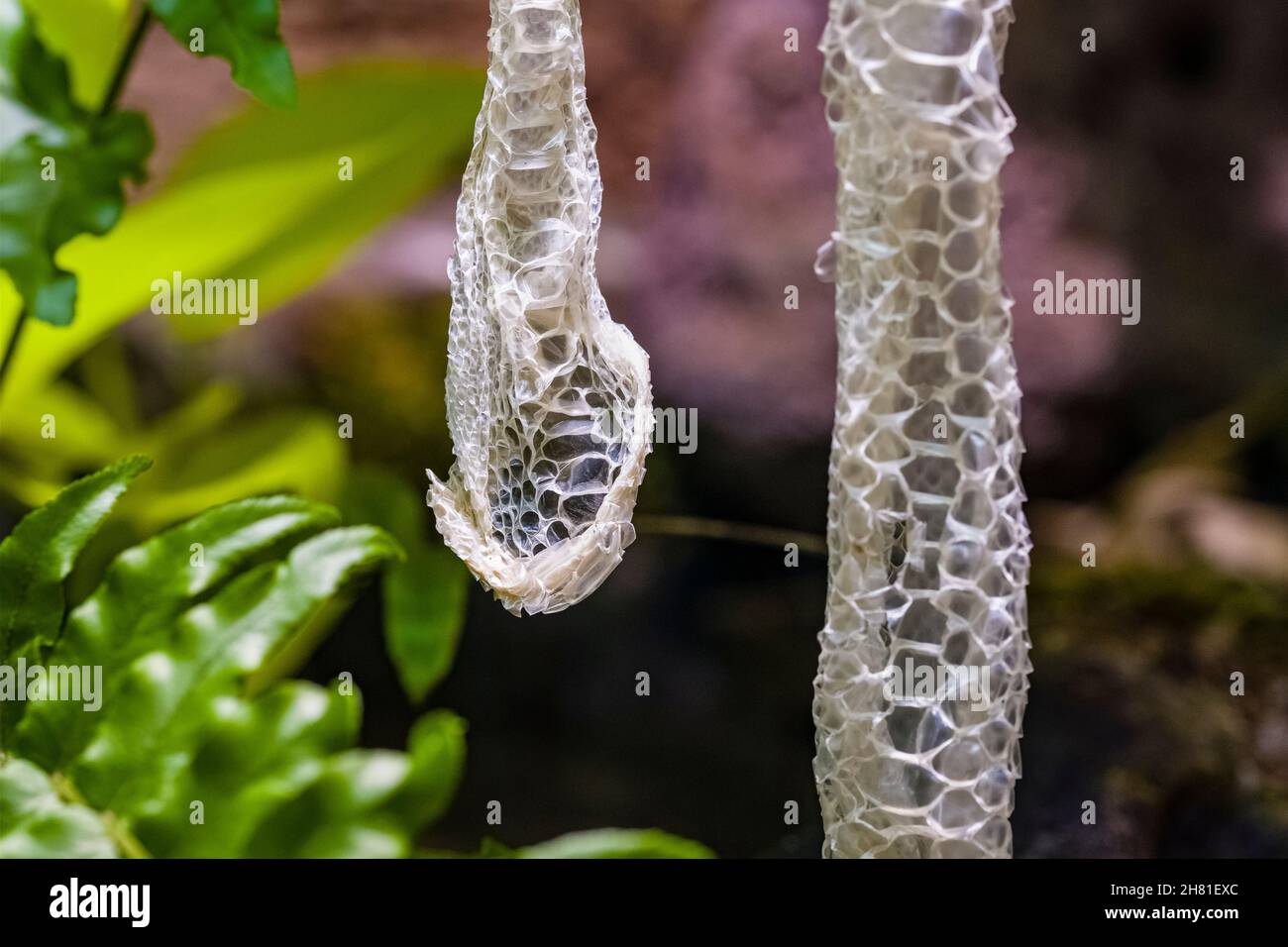 La pelle di un python di albero verde (Morelia viridis) appeso giù da un ramo di un albero. Foto Stock
