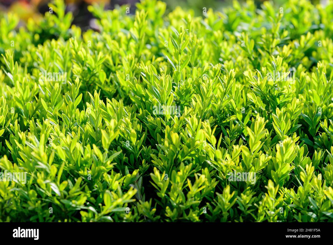 Sfondo naturale testurizzato di molte foglie verdi in arbusti che crescono in una siepe o hedgerow in giardino di primavera soleggiato Foto Stock