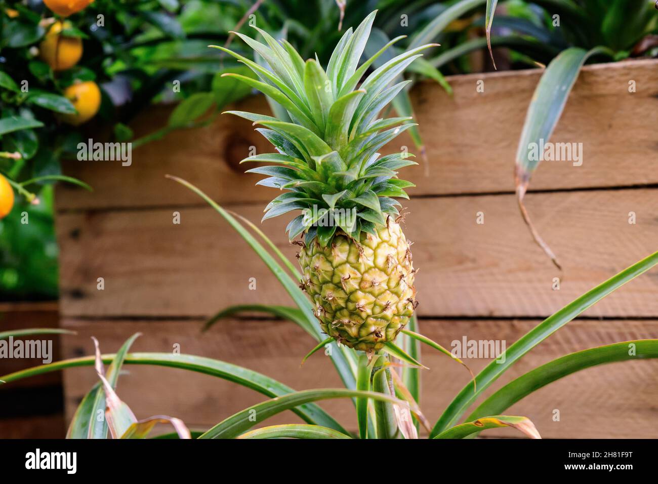 Primo piano di ananas giallo crudo o ananas in una scatola di legno giardino in una giornata di pioggia, con piccole gocce d'acqua su foglie verdi in un giardino biologico, abbellire Foto Stock