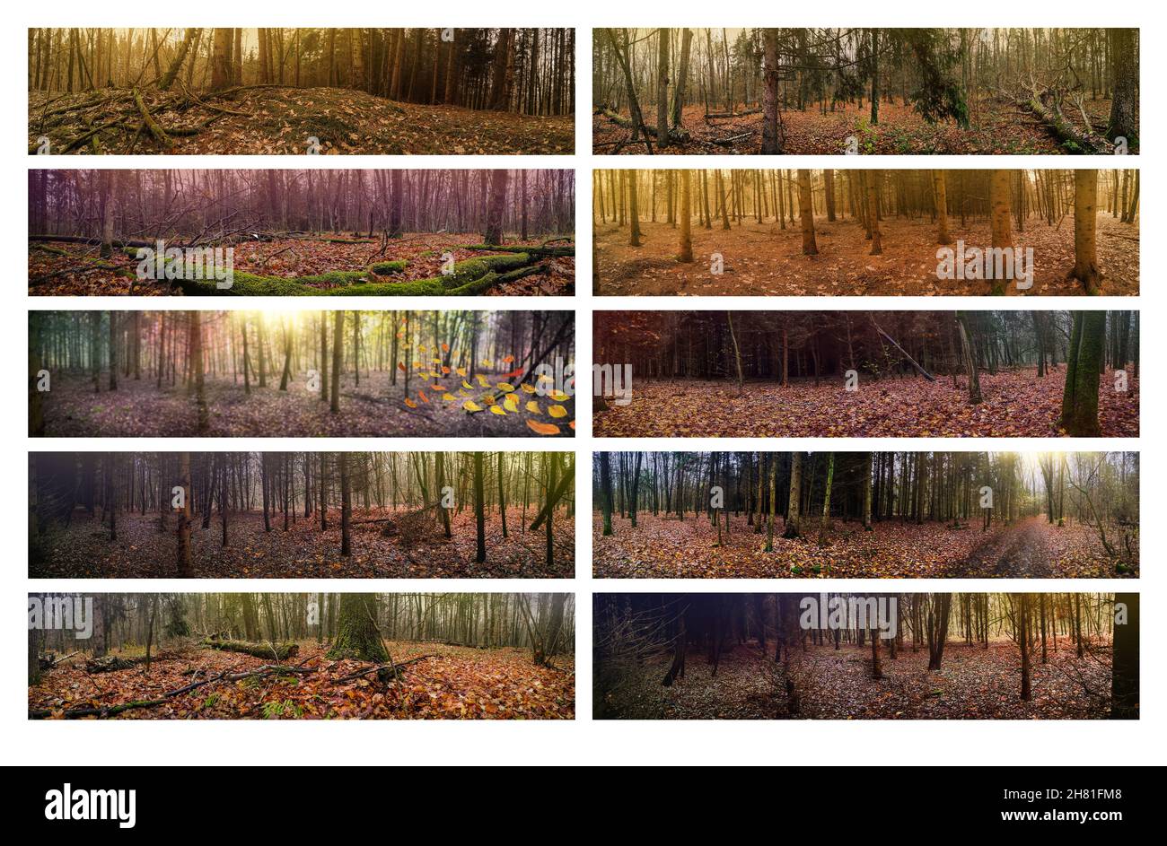 Autunno densi boschi divini scuri e belle foglie d'arancio che cadono a terra. Foto del collage autunnale. Foto Stock