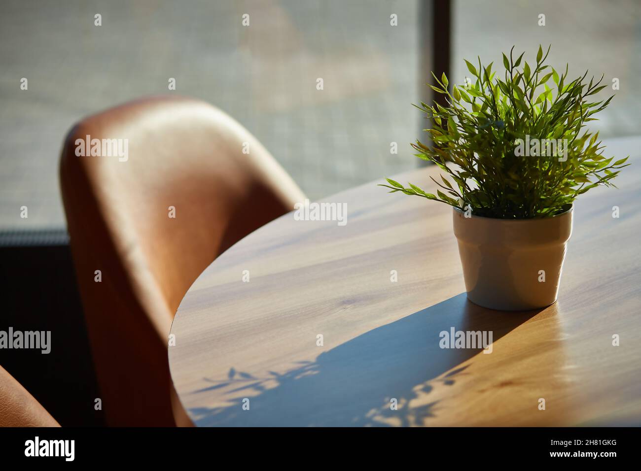 pianta domestica sul tavolo nella luce solare contornata. Pogonatherum paniceum. Foto Stock