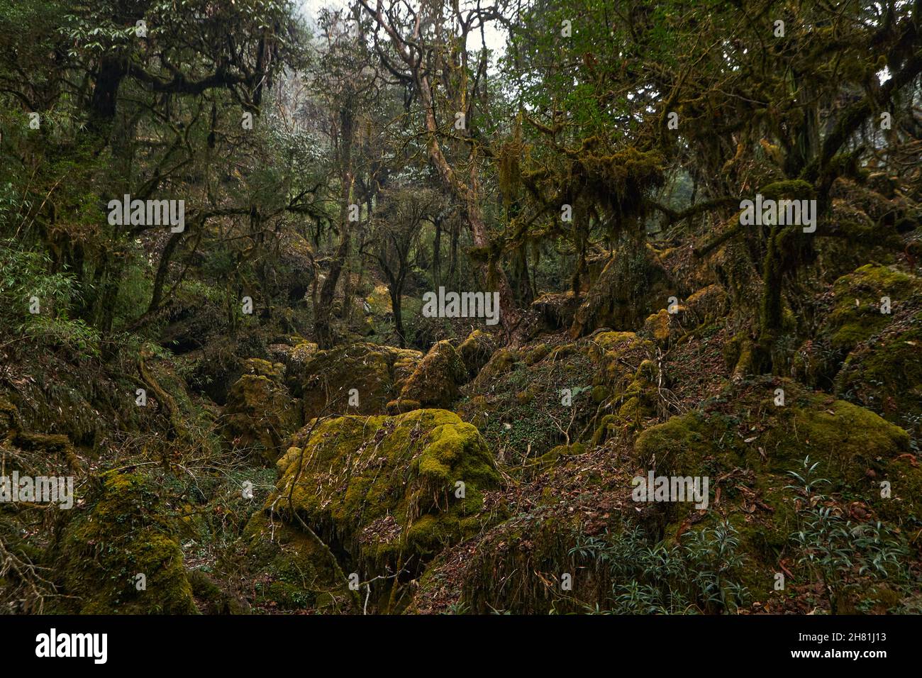 Foresta mistica in Nepal. , Annapurna Conservation Area .Aprile della Primavera 2021 Foto Stock