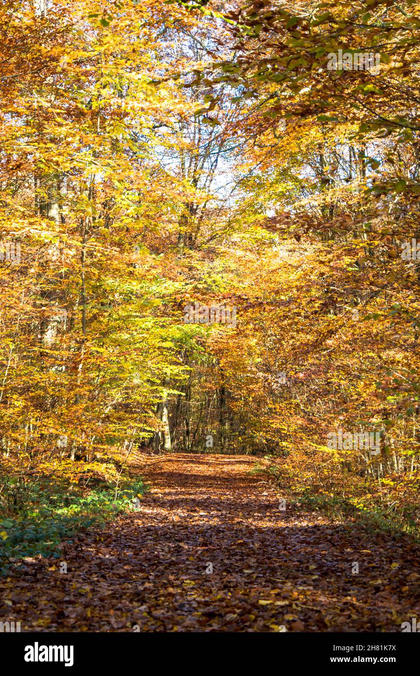 Wald in bunten wamen Farben alles ist ruhig und still Foto Stock