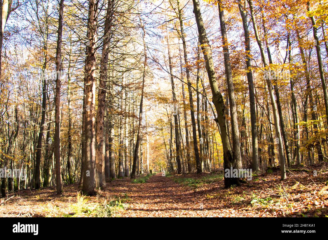 Wald in bunten wamen Farben alles ist ruhig und still Foto Stock