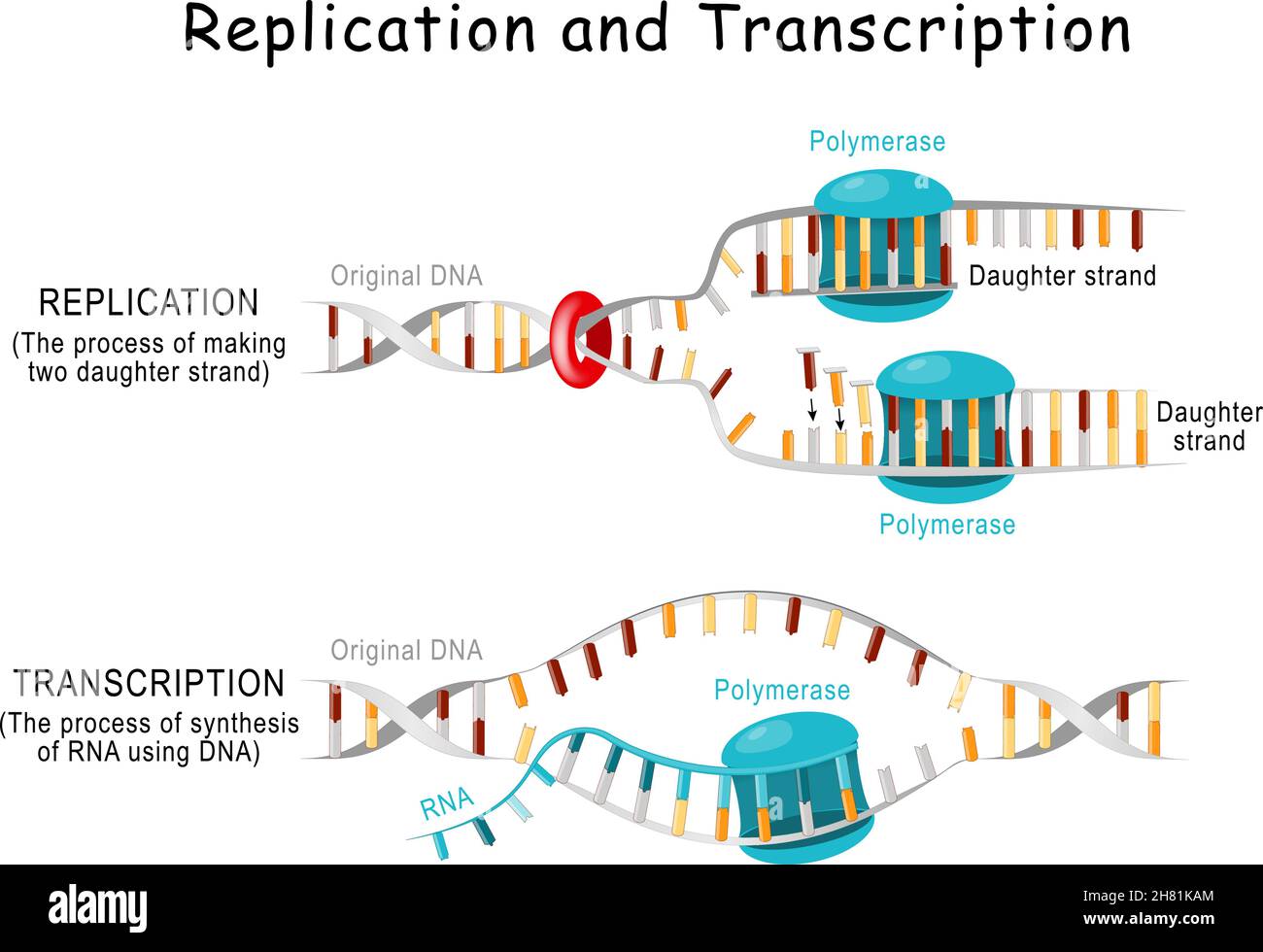 Replicazione e trascrizione del DNA. Fasi. La doppia elica viene srotolata. Ogni filamento separato funge da modello per replicare un nuovo filamento. Vettore Illustrazione Vettoriale