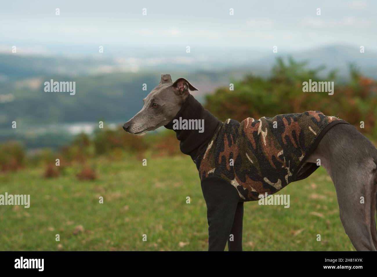 Piccolo levriero grigio sulla vetta di una montagna in inverno Foto Stock