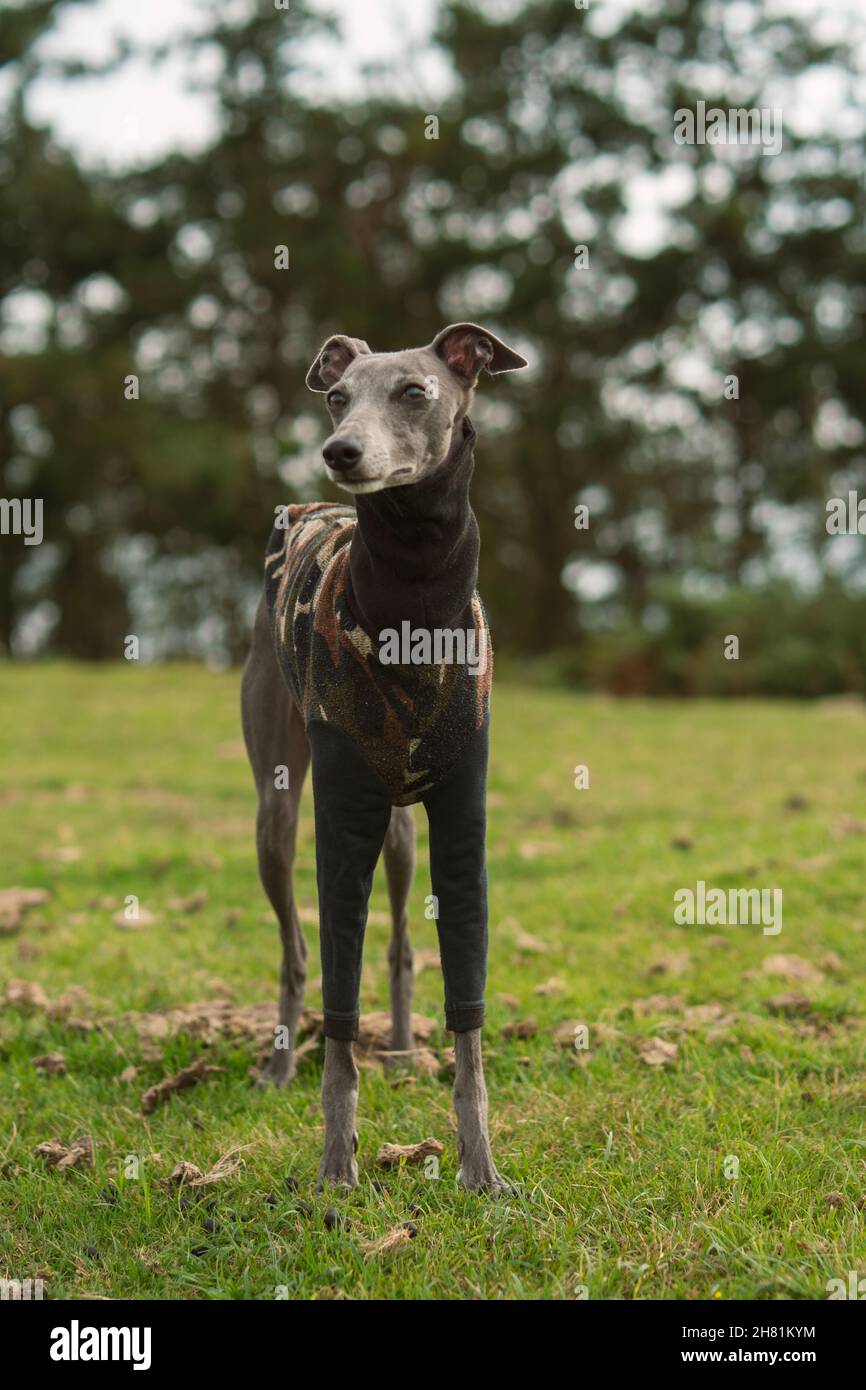 Piccolo levriero grigio sulla vetta di una montagna in inverno Foto Stock