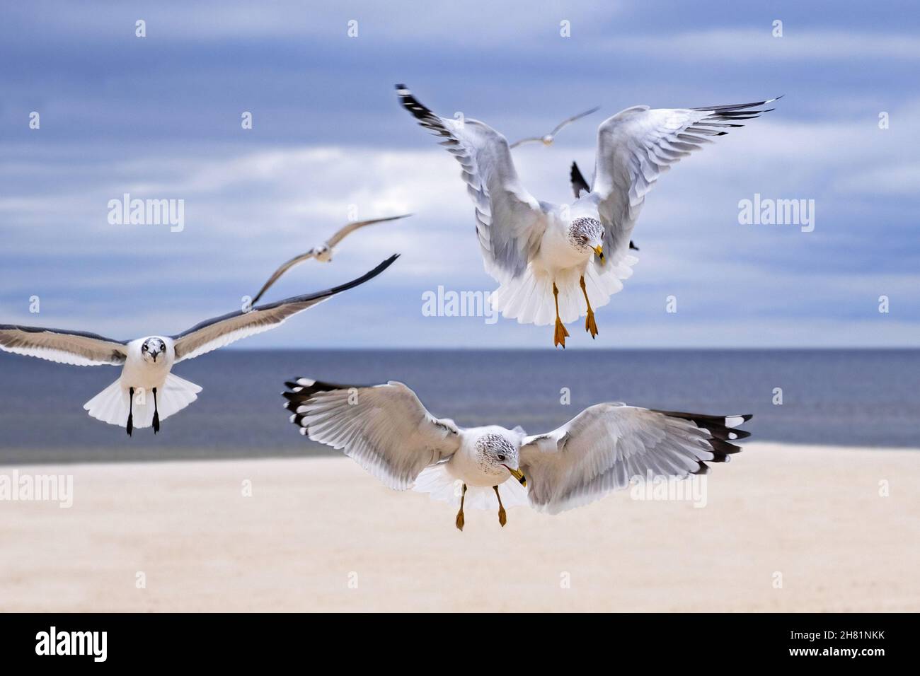 Gabbiani ad anello (Larus delawarensis) in piumaggio non-breeding che vola sulla spiaggia in inverno lungo il Golfo del Messico, Mississippi, Stati Uniti, Stati Uniti Foto Stock