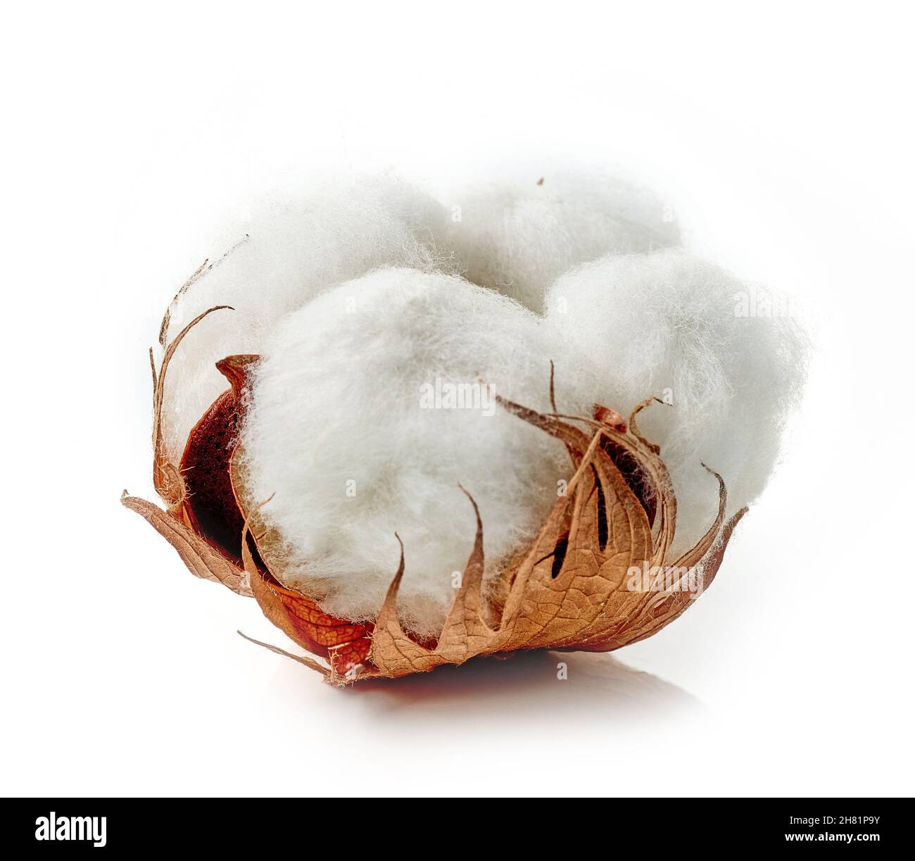 fiore di piante di cotone isolato su sfondo bianco Foto Stock