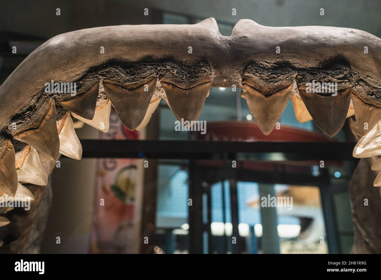 Megalodon Shark Jaw replica di montaggio in Smithsonian Foto Stock