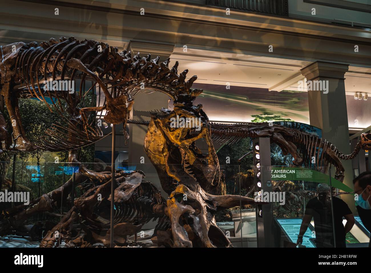 Tyrannosaurus Rex Fossil Exhibit in Smithsonian Foto Stock