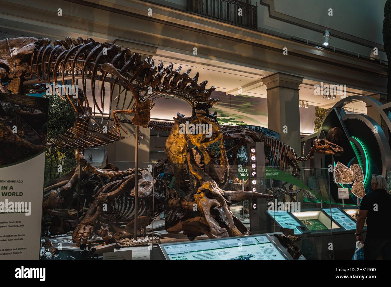 Tyrannosaurus Rex Fossil Exhibit in Smithsonian Foto Stock