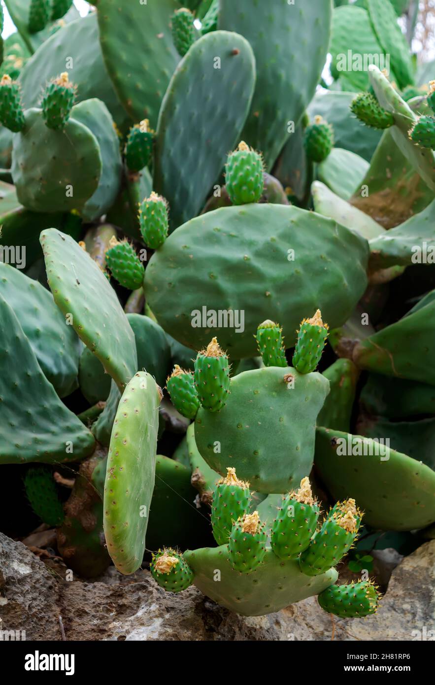 Opuntia, comunemente chiamata pera di ricci, a Qrendi, Malta, con fiori gialli e frutti verdi. Opuntia è un genere di batterio appartenente alla famiglia dei Cactus. Foto Stock