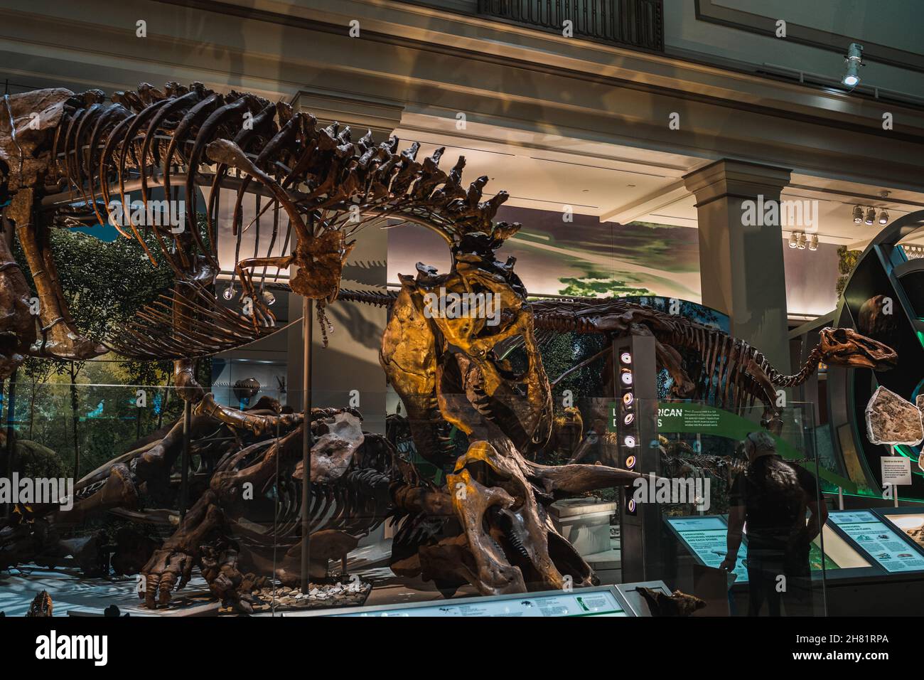 Tyrannosaurus Rex Fossil Exhibit in Smithsonian Foto Stock