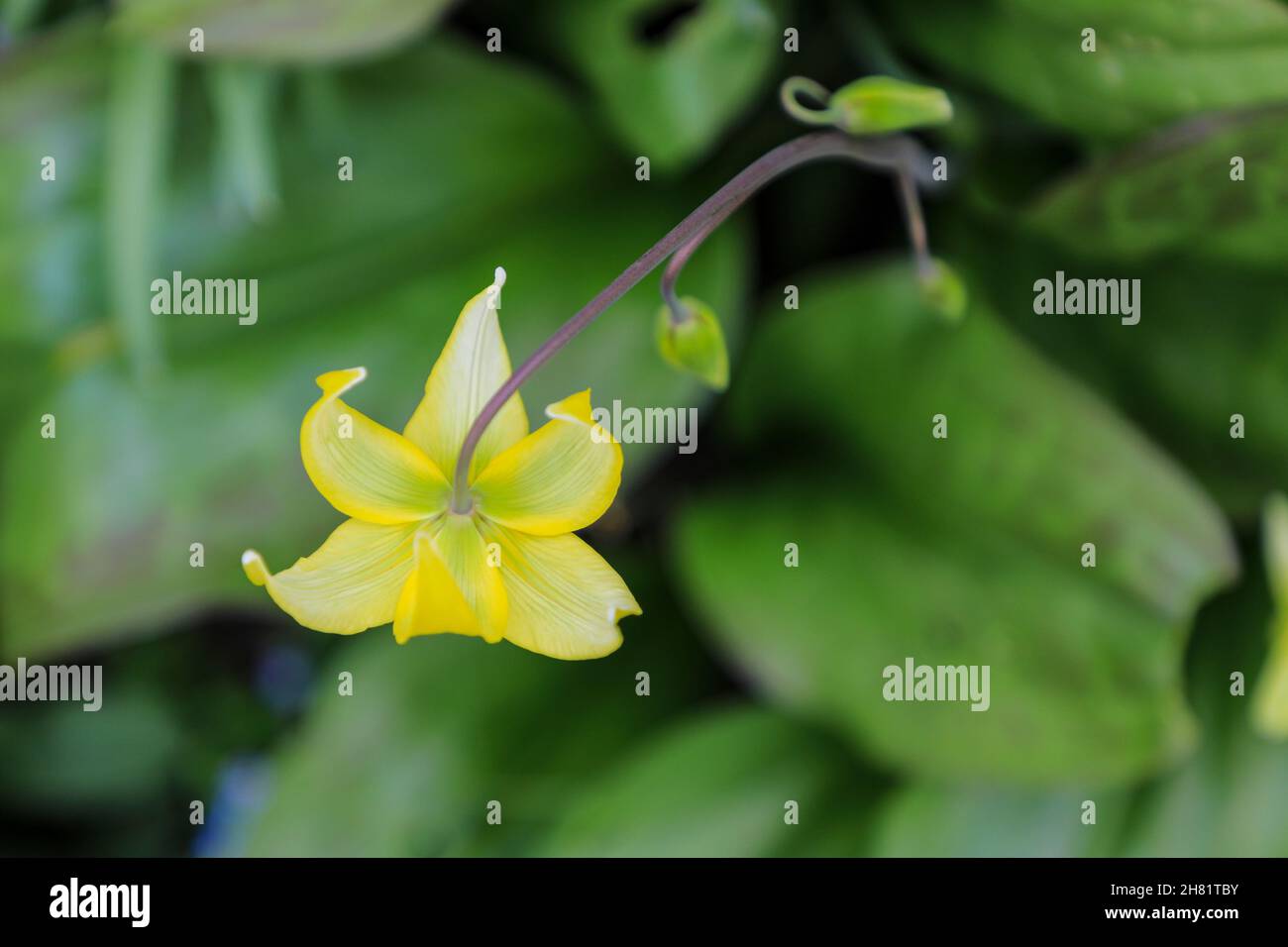 I fiori gialli di Erythronium, il giglio pegno, giglio di trota, viola del dente del cane o lingua del sommatore, Inghilterra, Regno Unito Foto Stock
